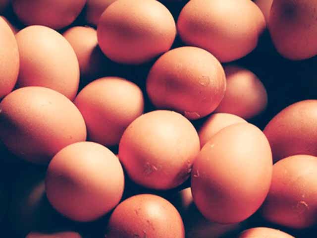 jual telur ayam negeri,jual telur ayam horn,jual telur ayam broiler,jual telur ayam horn,jual telur ayam fresh,jual telur ayam sehat,jual telur ayam ternak, jual telur ayam kandang,jual telur ayam negeri di yogyakarta,jual telur ayam horn di semarang,jual telur ayam broiler di surakarta,jual telur ayam horn surabaya, jual telur ayam fresh di magelang,jual telur ayam sehat di tegal,jual telur ayam ternak di pekalongan,jual telur ayam kandang di sleman, jual telur ayam negeri di bantul,jual telur ayam horn di gunung kidul,jual telur ayam broiler di kulonprogo,jual telur ayam horn di bali, jual telur ayam fresh di malang,jual telur ayam sehat di madiun,jual telur ayam ternak di pasuruan,jual telur ayam kandang di blitar, jual telur ayam negeri di madura,jual telur ayam horn di banyuwangi,jual telur ayam broiler di jakarta,jual telur ayam horn di bandung, jual telur ayam fresh di bogor,jual telur ayam sehat di depok,jual telur ayam ternak tangerang,jual telur ayam kandang di bekasi