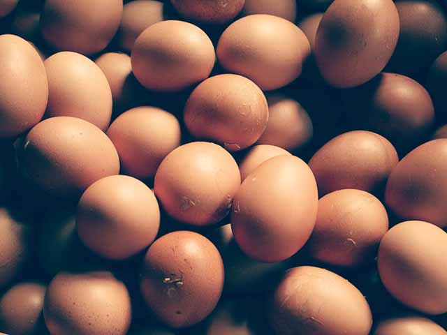 jual telur ayam negeri,jual telur ayam horn,jual telur ayam broiler,jual telur ayam horn,jual telur ayam fresh,jual telur ayam sehat,jual telur ayam ternak, jual telur ayam kandang,jual telur ayam negeri di yogyakarta,jual telur ayam horn di semarang,jual telur ayam broiler di surakarta,jual telur ayam horn surabaya, jual telur ayam fresh di magelang,jual telur ayam sehat di tegal,jual telur ayam ternak di pekalongan,jual telur ayam kandang di sleman, jual telur ayam negeri di bantul,jual telur ayam horn di gunung kidul,jual telur ayam broiler di kulonprogo,jual telur ayam horn di bali, jual telur ayam fresh di malang,jual telur ayam sehat di madiun,jual telur ayam ternak di pasuruan,jual telur ayam kandang di blitar, jual telur ayam negeri di madura,jual telur ayam horn di banyuwangi,jual telur ayam broiler di jakarta,jual telur ayam horn di bandung, jual telur ayam fresh di bogor,jual telur ayam sehat di depok,jual telur ayam ternak tangerang,jual telur ayam kandang di bekasi